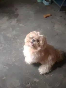 Shihtzu pejantan tangguh, non st33bun
