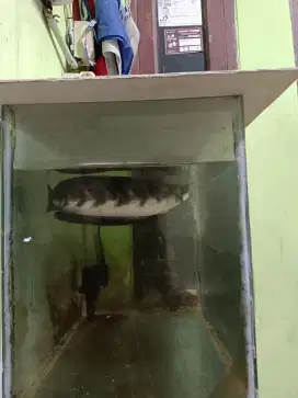 Di jual aquarium satu set 60*30*45