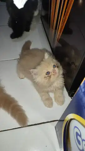 Ready to Adop Kucing Persia Flatnose Kitten