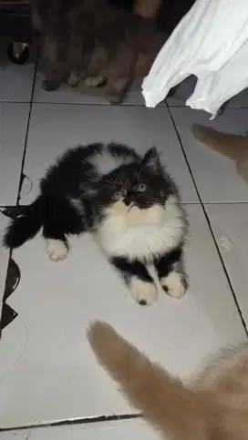 Ready to Adop Kucing Persia Flatnose Kitten