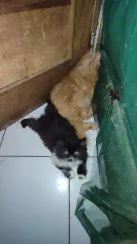 Ready to Adop Kucing Persia Pignose Kitten