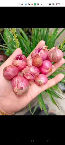 Bawang merah Brebes supercros