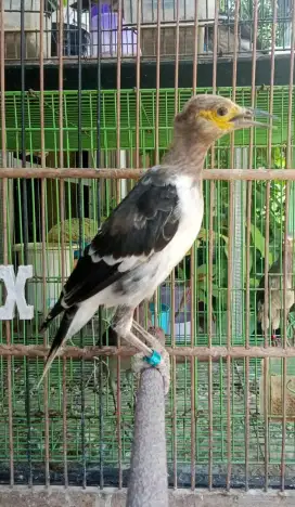 Anakan jalak hongkong mandiri