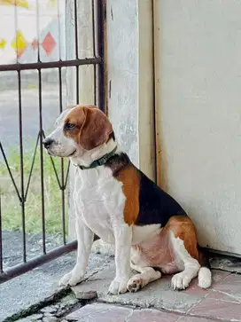 Dijual pejantan beagle