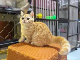 Kucing kitten munchkin BSH betina