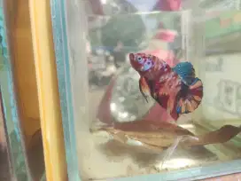 Ikang cupang nemo multy yellowbase