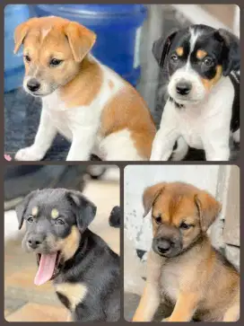 Puppies untuk di adopsi