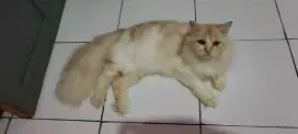 Kucing Persia jantan