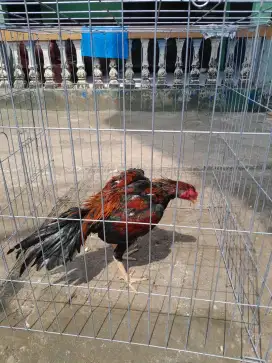 Ayam Bangkok Khoyngon Muda