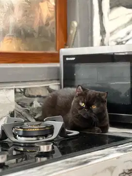 British shorthair (BSH) fmale