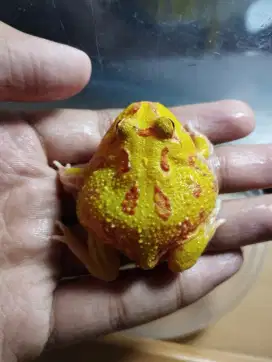 Pacman frog grade A