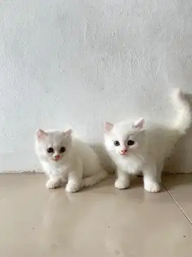 2 kitten 3 adult