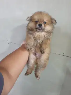 Mini Pom Jantan Non Stamboom