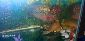 Dijual aquarium full set ukuran 70 x 40 berikut ikan nya