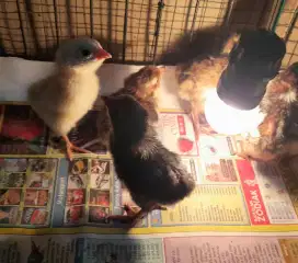 Ayam kampung petelur KPU Elba