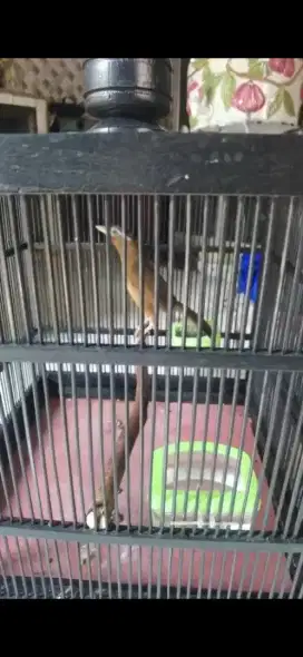 Burung wambi gacor