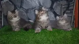 Norwegian cross breed bpk ped cfa ibuny eb2 jminn big bone kitten 2bln