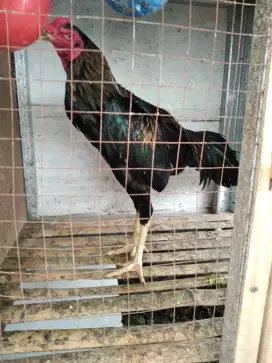 Jual ayam bangkok