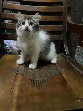 Kucing persia anggora