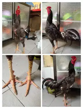 Ayam pama Silangan Bangkok