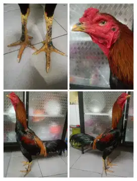 Ayam bangkok klasik wiring ukuran 6 full
