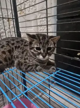 Kucing mix F1 gemoy