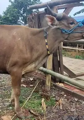 4 ekor sapi qurban kecil kurleb 200kilo siap kurban ekonomisan hemat