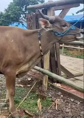 borongan 4 ekor sapi qurban kurleb 200kilo siap hewan kurban murmer ok
