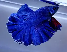 ikan cupang hm rosetail biru