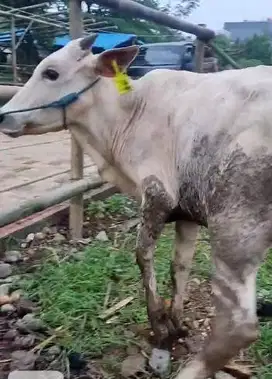 borongan 4 ekor sapi jantan 200kilo siap sapi kurban ekonomisan 2025