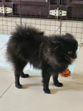Jual anjing mini pom