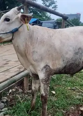 4 ekor sapi jantan kurleb 200kiloan siap hewan kurban 2025 jamin puas