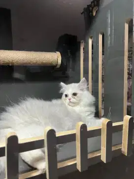 Jual kucing imut dan lucu