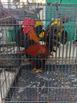Ayam Kate jantan seperti foto