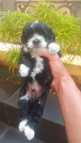 SHIHTZU MIX POODLE