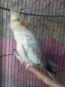 Jual burung FALK autralia