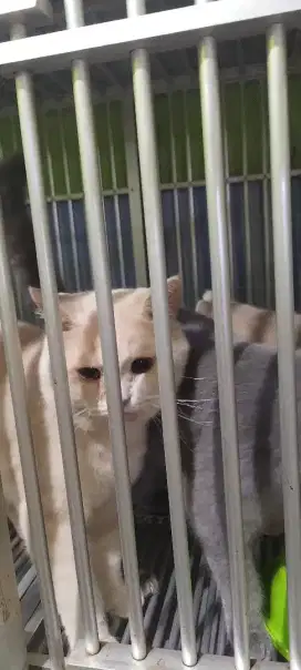 Jual kucing bsh sehat montok