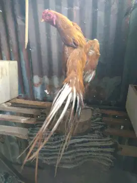 Ayam ekor lidi murni