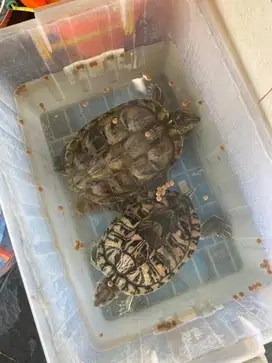 Dijual kura kura brazil (peliharaan sendiri dari kecil) BISA NEGO