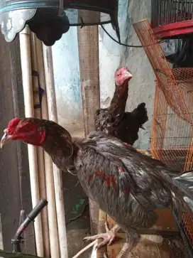 Ayam Birma telor biru