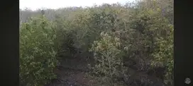 DIJUAL SEBIDANG TANAH LUAS 5.000M² ,LOKASI KARANGMOJO GUNUNGKIDUL