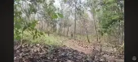 DIJUAL SEBIDANG TANAH LUAS 3000M² , LOKASI KARANGMOJO GUNUNGKIDUL