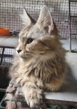 Kucing Mainecoon Pedigree