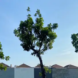 DIJUAL TANAH KAVLING RAYA BOULEVARD PURI GALAXY SUDAH SHM