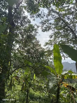 Di Jual Tanah Dengan Luas 25000 m2 dan Hasil Buah Produktif