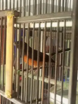 Murai Medan Betina Siapan