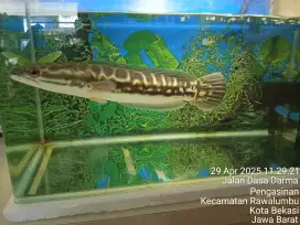 Ikan toman 35-38 cm