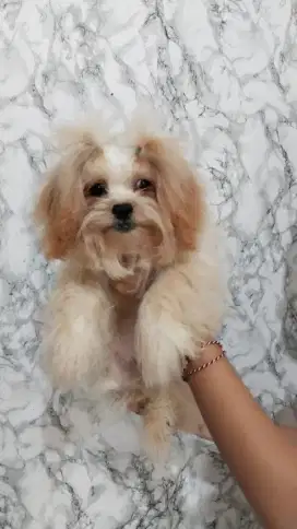 Shih Tzu Betina nonstb nonvaksin