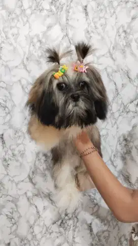 Shih Tzu jantan nonstb non vaksin