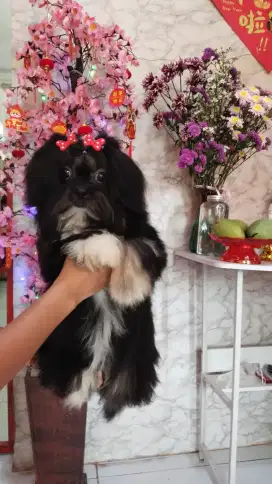 Shih Tzu betina nonstb non vaksin